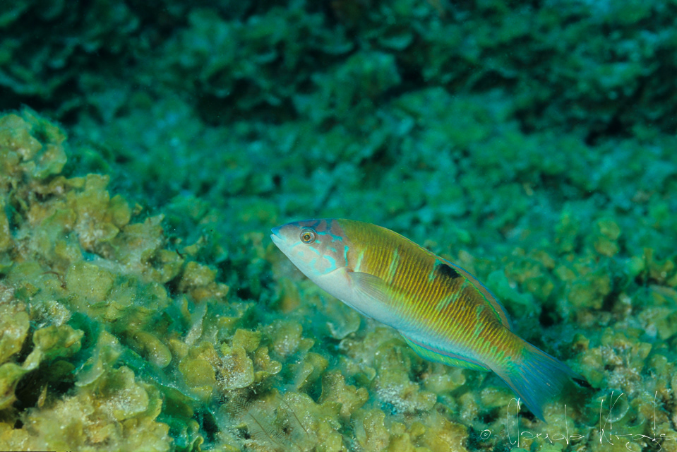 Girelle -paon (Thalassoma pavo)