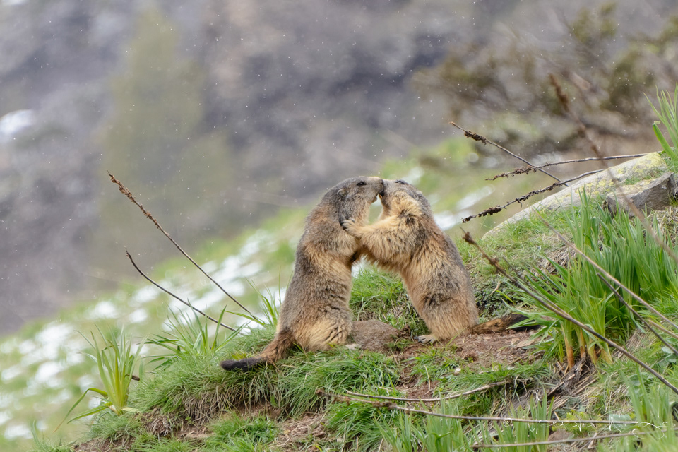 Marmotte des Alpes (Marmota marmota)