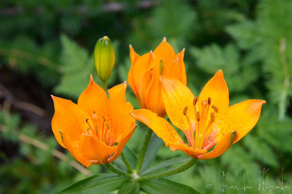 Lis orangé (Lilium bulbiferum)