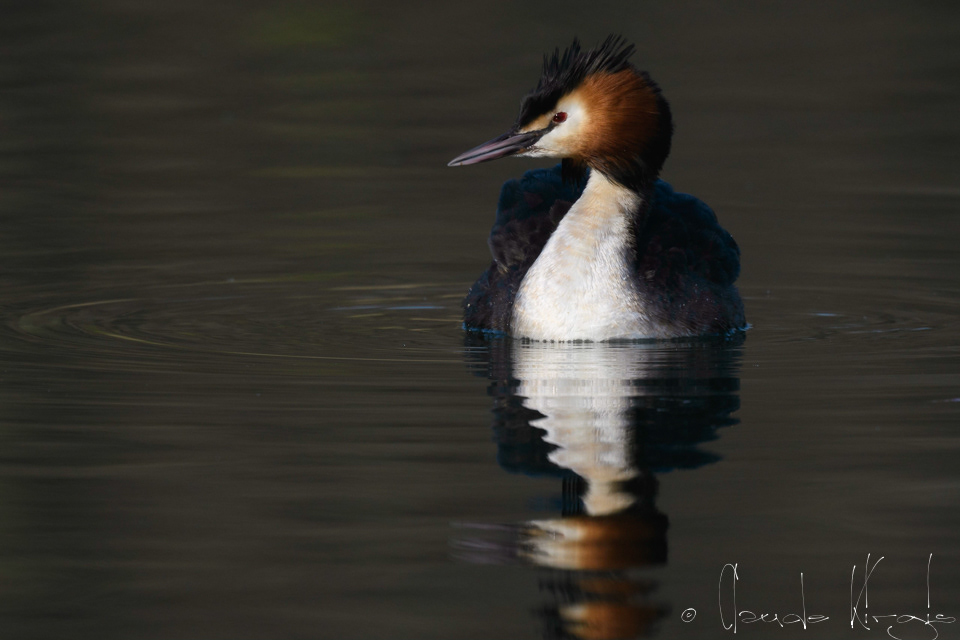 Grèbe huppé (Podiceps cristatus)