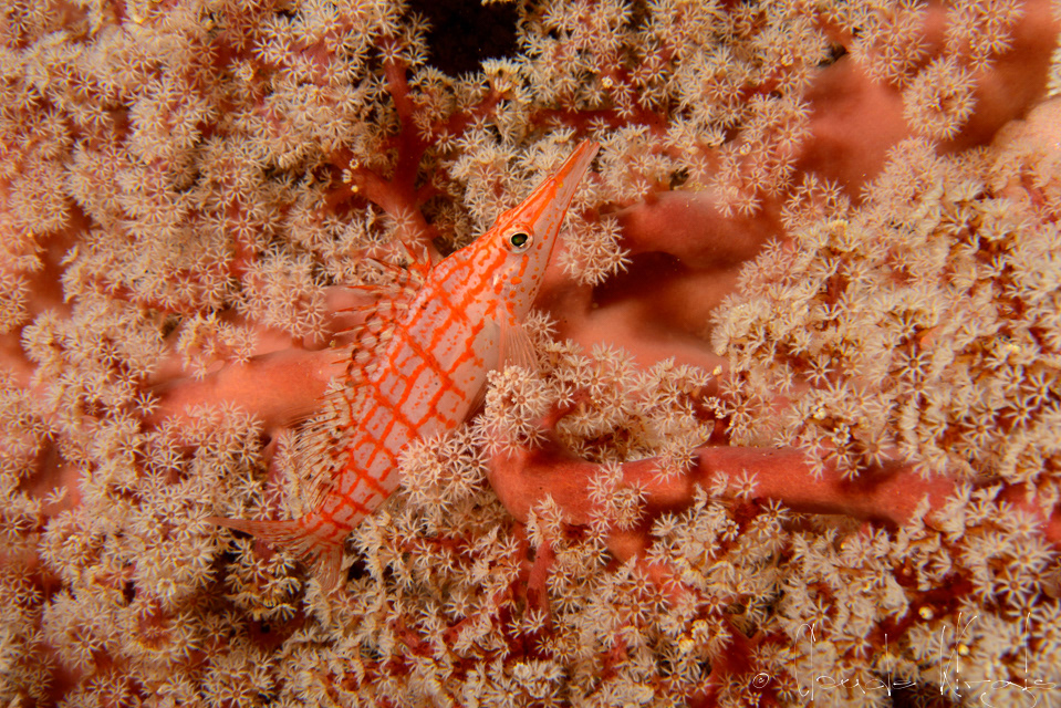 Poisson-faucon à long nez (Oxycirrhites typus)