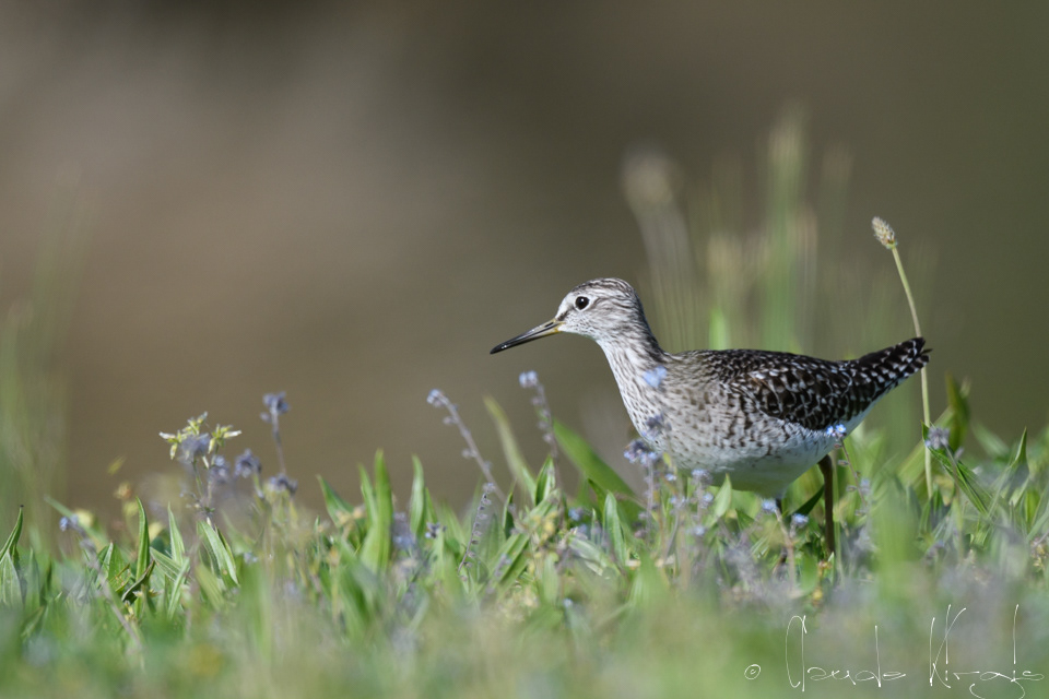 Chevalier Sylvain (Tringa glareola)