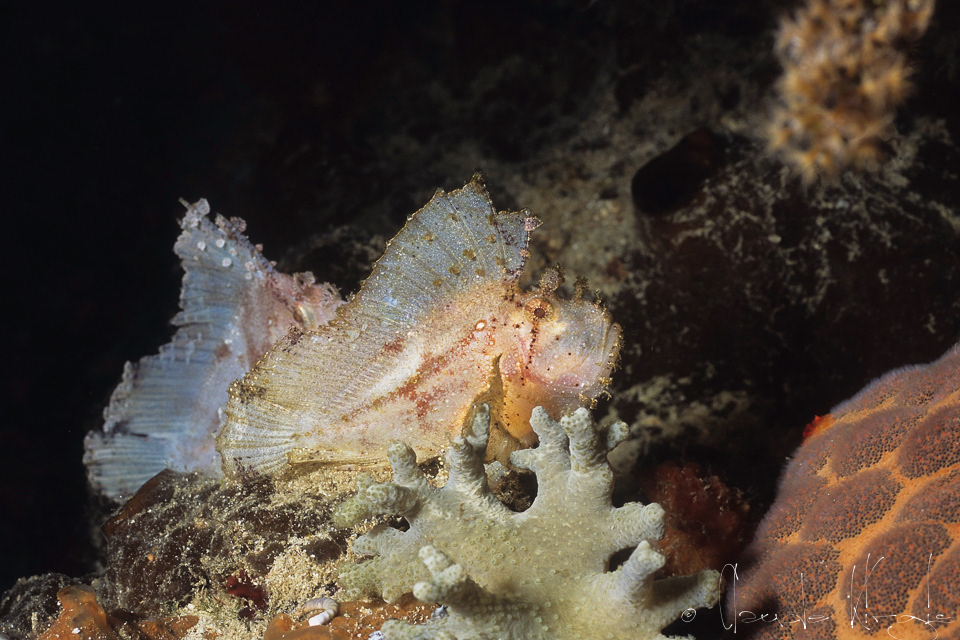 Poisson-Scorpion Feuille (Taenianotus tricanthus)