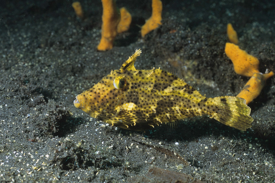 Bourse à filaments (Pseudomonacanthus macrurus)