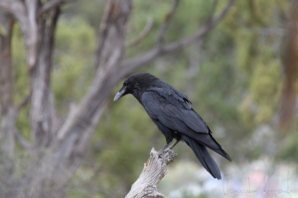 Corneille d'Amérique-American Crow (Corvus brachyrhynchos)