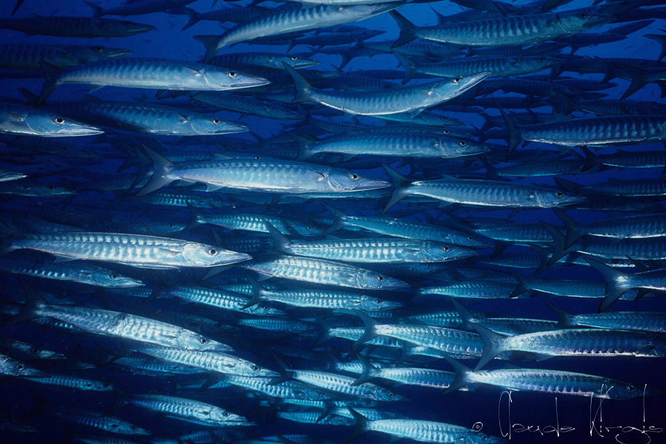 Barracuda à Nageoires Noires (Sphyraena qeni)