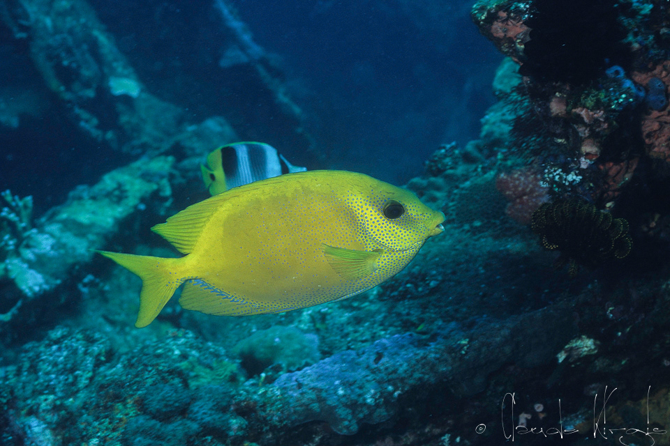 Poisson-Lapin des Coraux (Siganus coralinus)