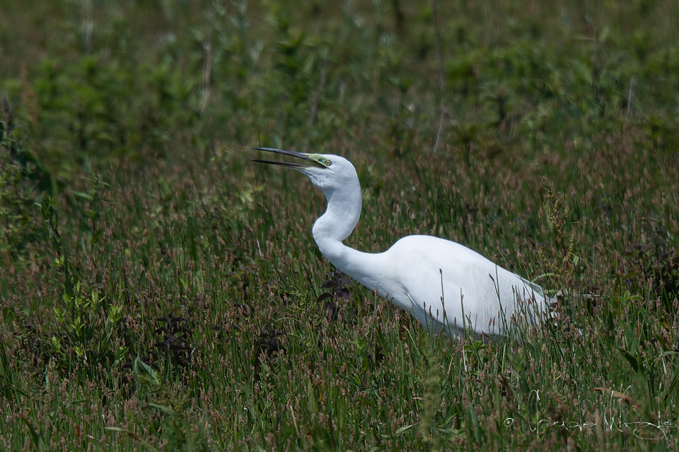 Grande Aigrette (Ardea alba)