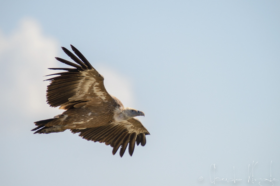 Vautour Fauve (Gyps fulvus)