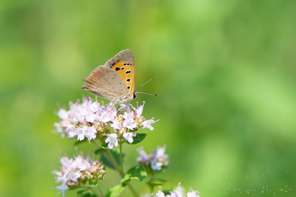Cuivré commun (Lycaena phlaeas)Le Citron (Gonepteryx rhamni)