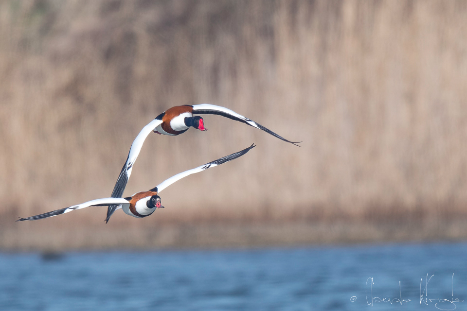 Tadorne de Belon-couple (Tadorna tadorna)