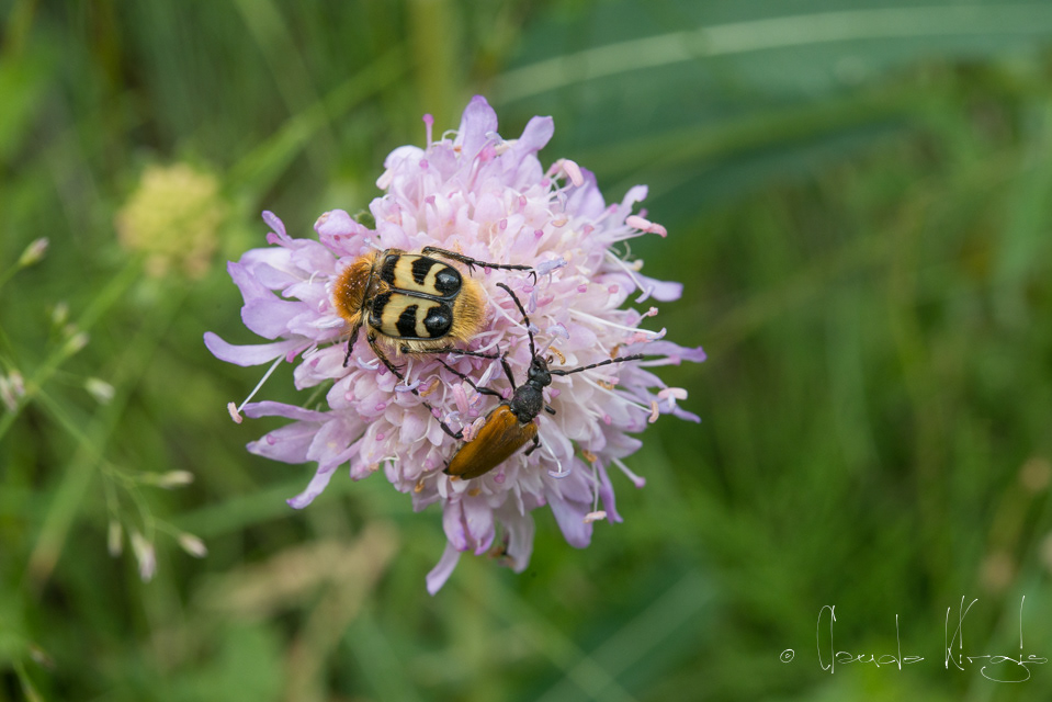 La Trichie fasciée et Lepture hybride (Trichius fasciatus&Corymbia hybrida)