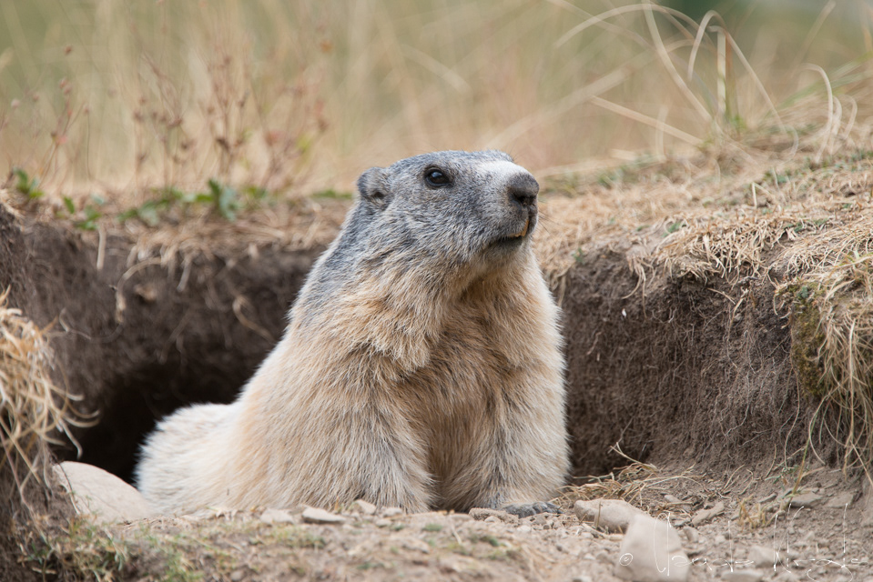 Marmotte des Alpes (Marmota marmota)