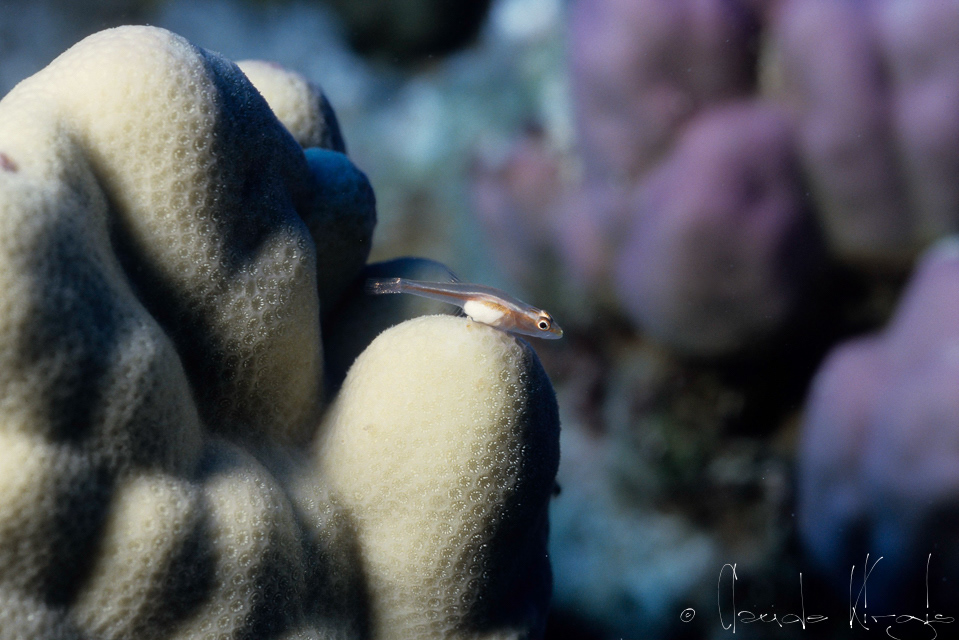 Gobie Nain de Michel (Pleurosicya micheli)