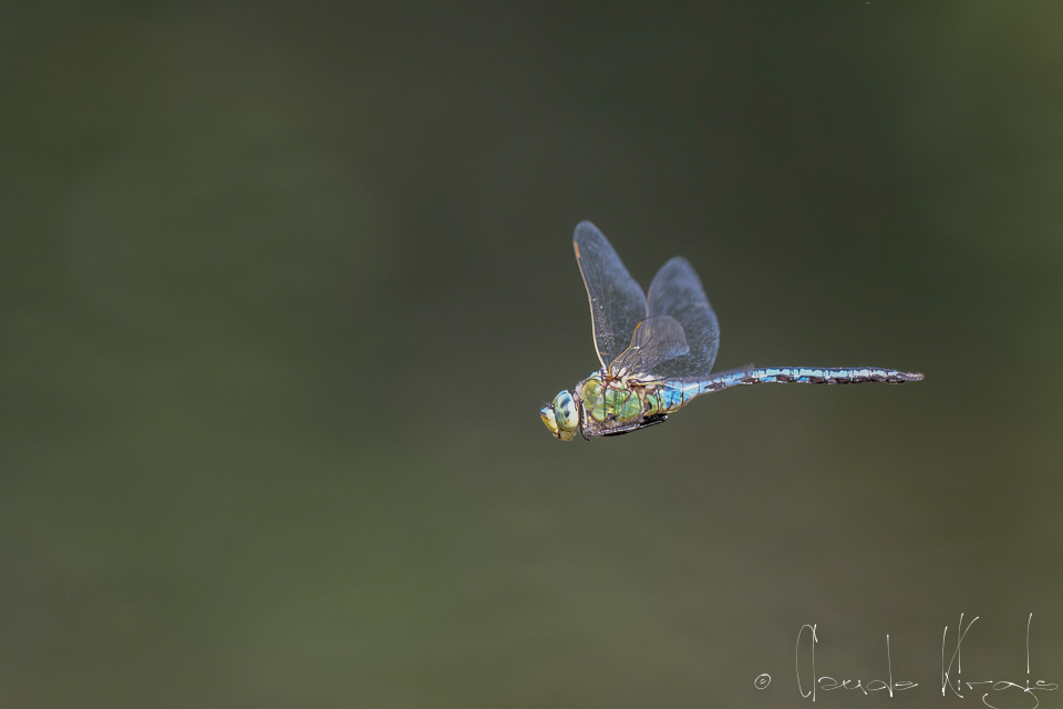 L'anax empereur (Anax imperator)