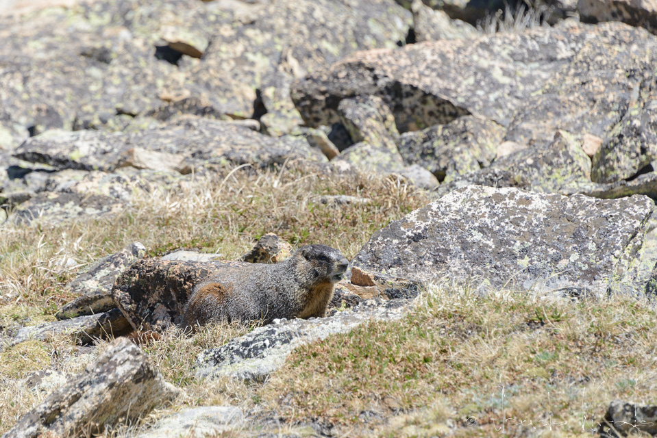 Marmotte à ventre jaune (Marmota flaviventris)