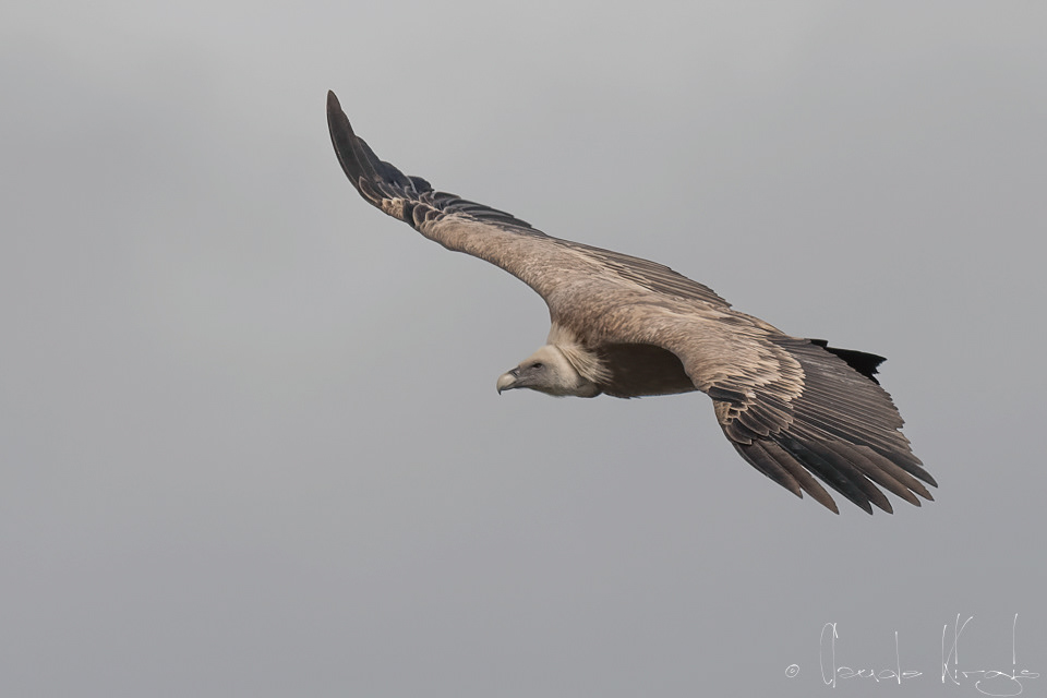 Vautour Fauve (Gyps fulvus)