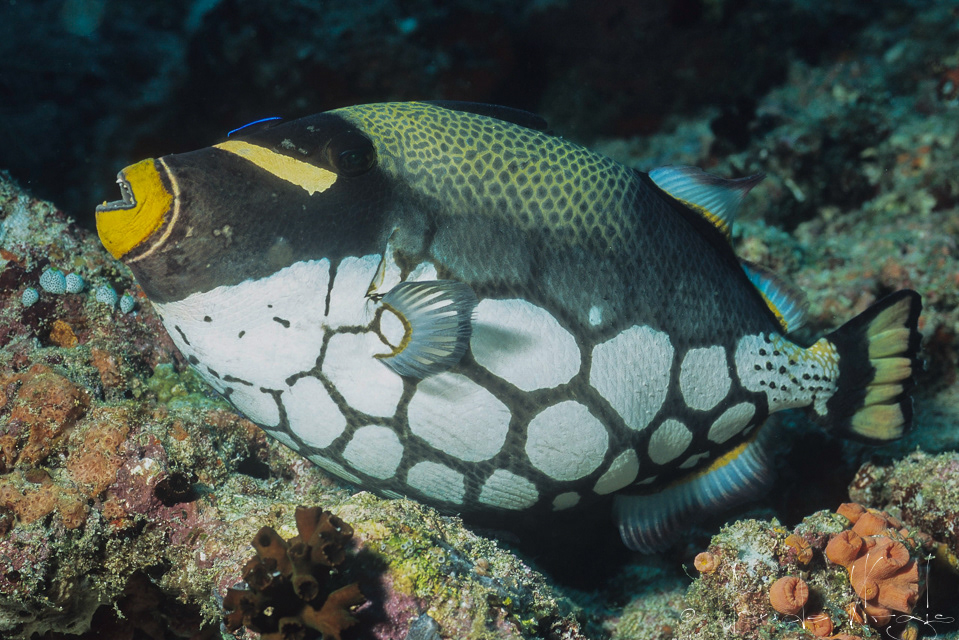 Baliste Clown (Balistoïdes conspicillum)