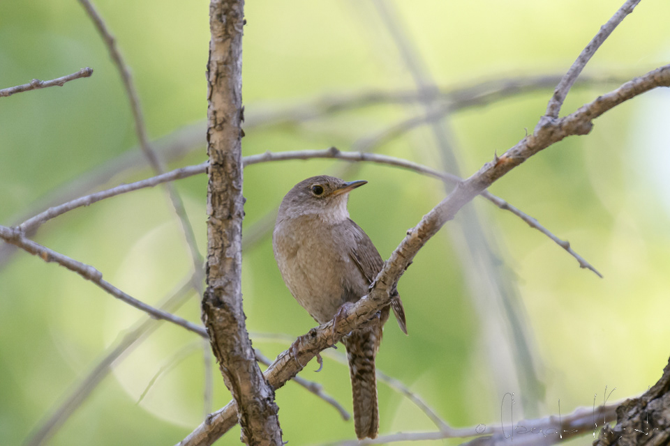 Troglodyte familier-House Wren (Troglodytes aedon)