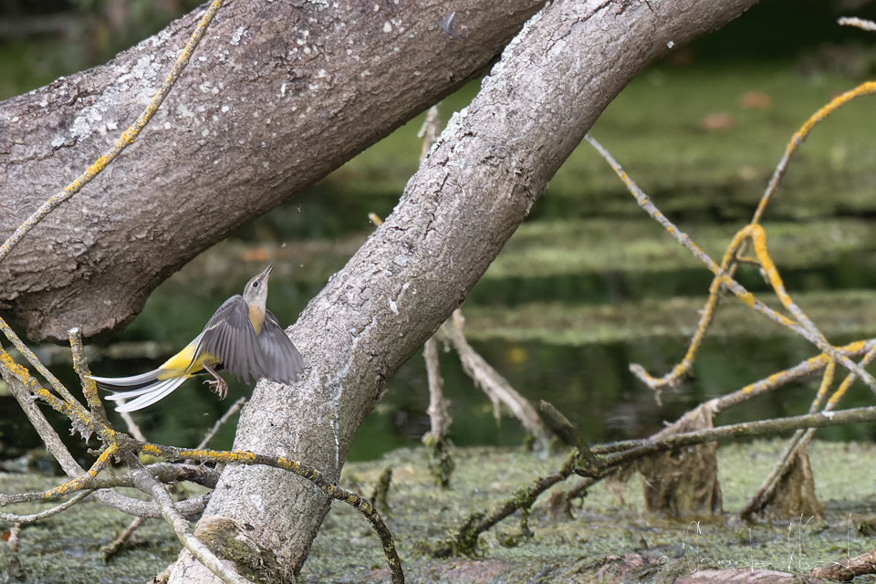 Bergeronnette des ruisseaux (Motacilla cinerea)