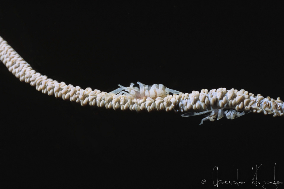 Crevette de Zanzibar (Dasycaris zanzibarica)