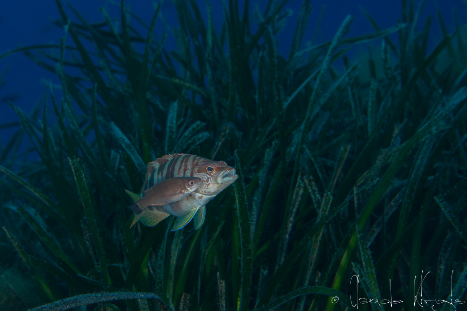 Serran-écriture et crénilabre à queue noire (Serranus scriba&Symphodus melanocernus) séance de nettoyage