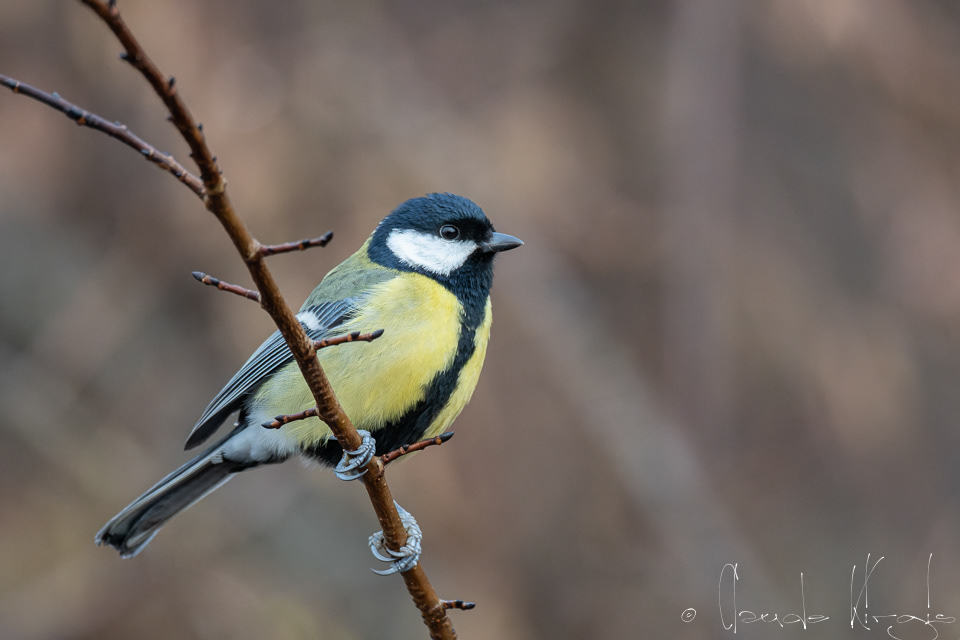 Mésange charbonnière-mâle (Parus major)