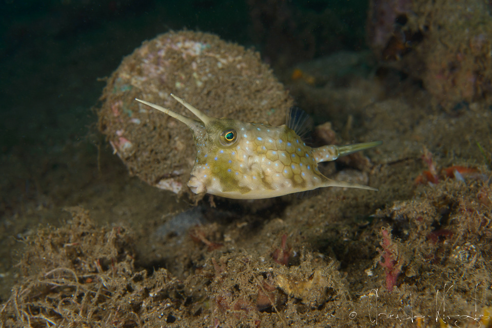 Poisson-coffre vachette juvénile (Lactoria conuta)