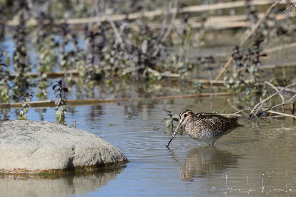 Bécassine des marais (Gallinago gallinago)