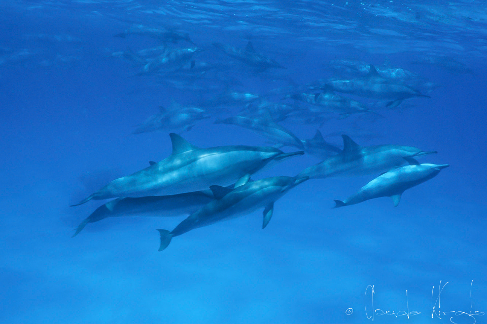 Dauphin à long bec (Stenella longirostris)