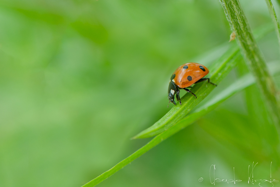 Coccinelle à 7 points (Coccinella septempunctata)