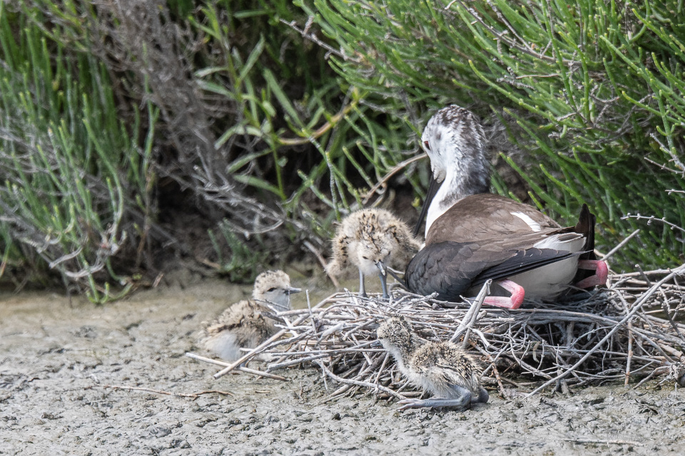 Echasse blanche & Poussins (Himantopus himantopus)