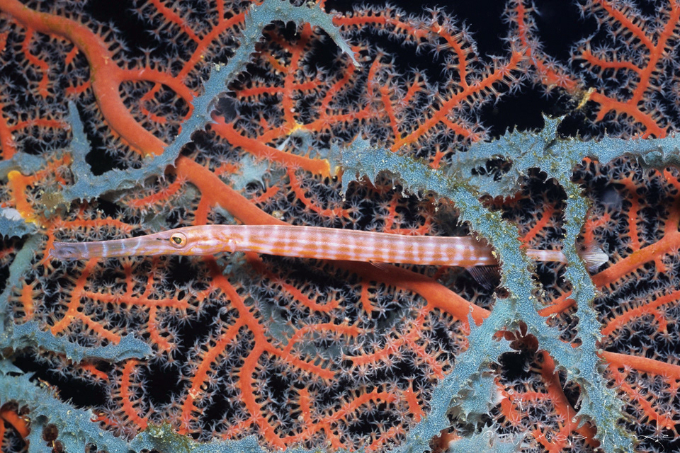 Poisson-Trompette (Aulostomus chinensis)