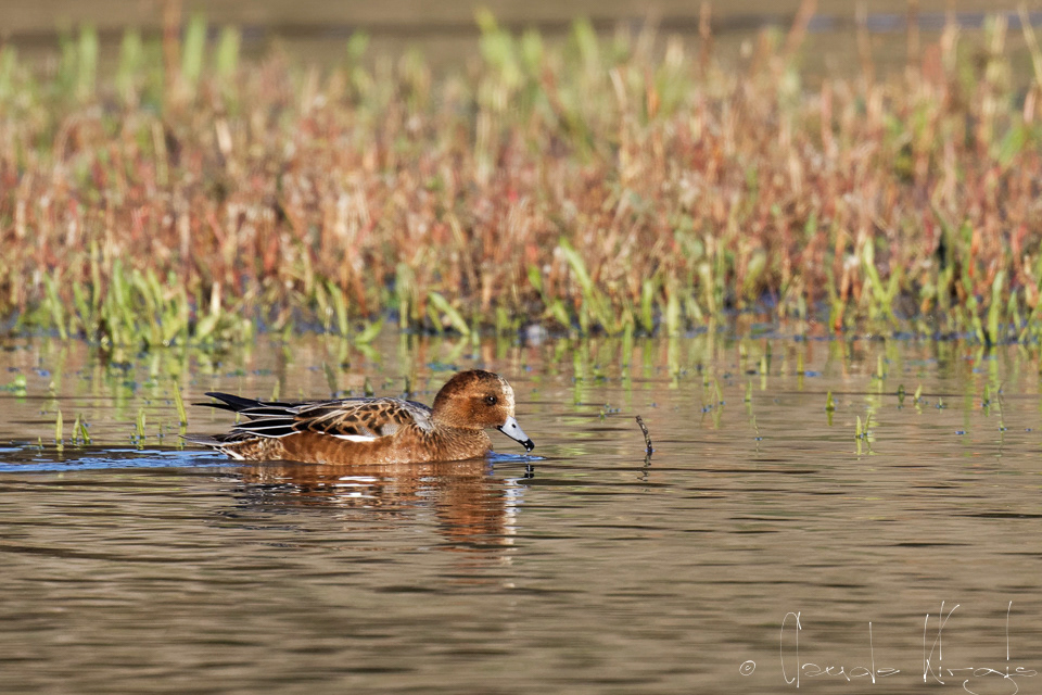 Canard siffleur-mâle-internuptial (Anas penelope)