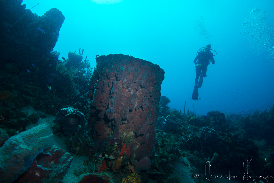 Eponge-barrique géante (Xestospongia muta)