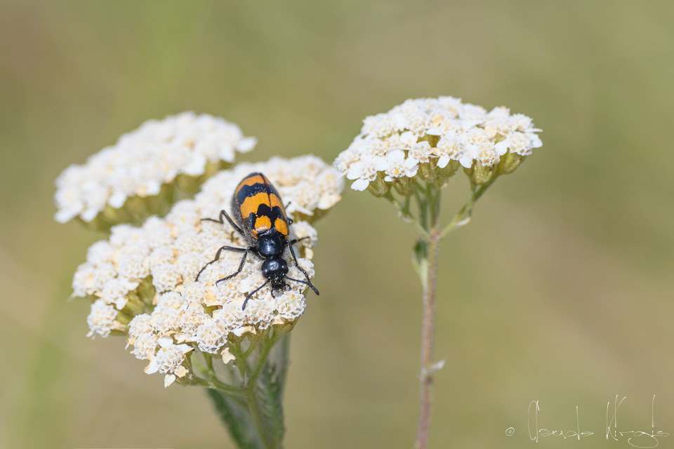 Le Mylabre variable (Mylabris variabilis)