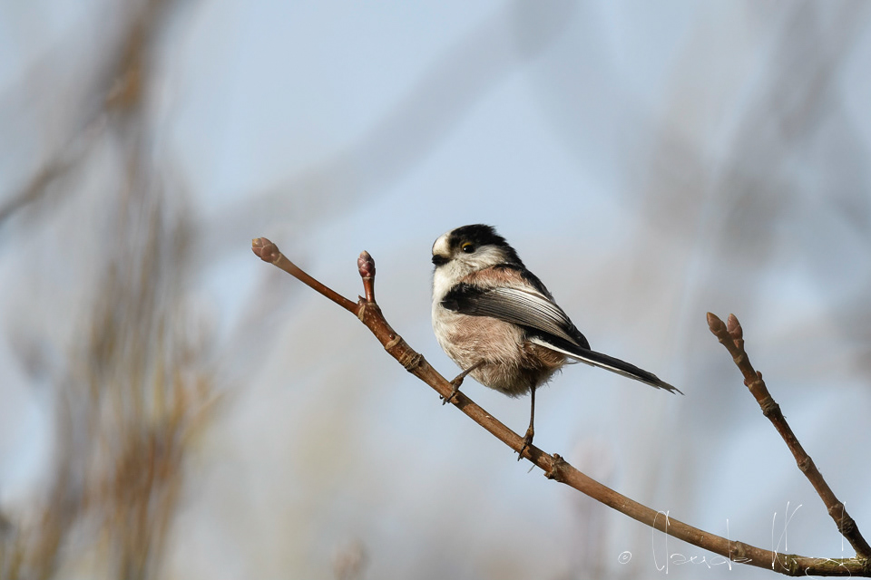 Orite à longue queue (Aegithalos caudatus europaeus)