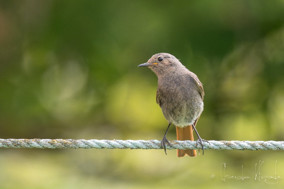 Rougequeue noir (Phoenicurus ochruros)
