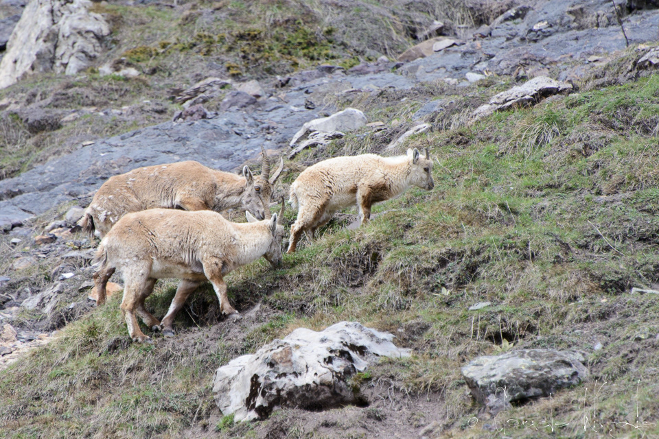 Bouquetin des Alpes-femelle&cabri (Capra ibex)
