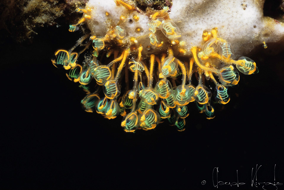 Claveline pédonculée orange (Clavelina detorta)