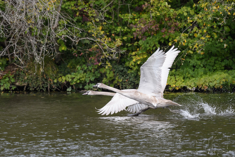 Cygne tuberculé-juvénile (Cygnus olor)