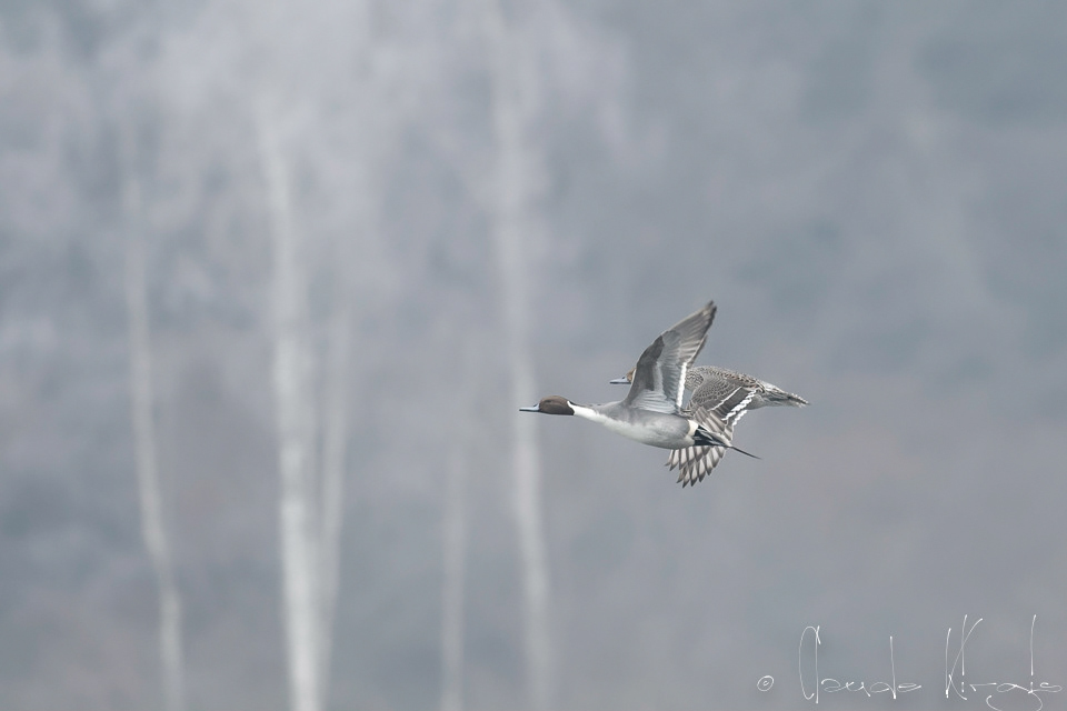 Canard Pilet-couple (Anas acuta)