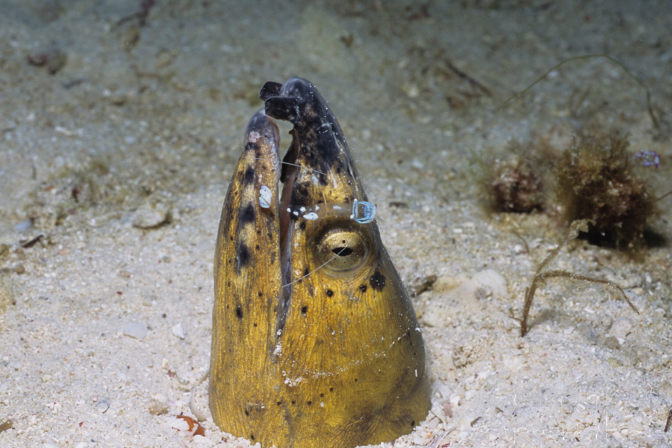 Crevette Magnifique&Serpentine à marques noires (Ancylomenes magnificus&Ophichthus cephalozona) 