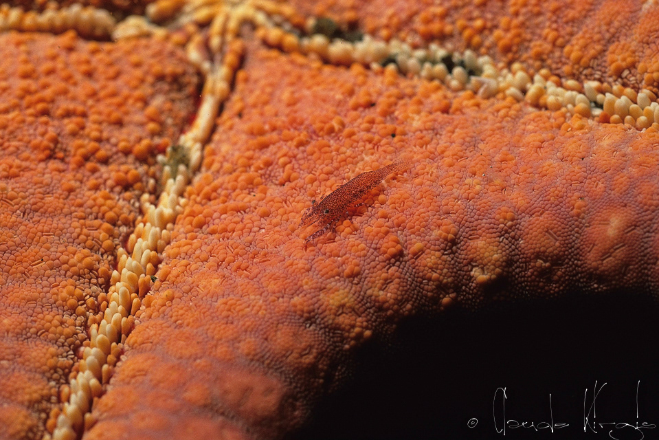 Crevette des astérides (Periclimenes soror)