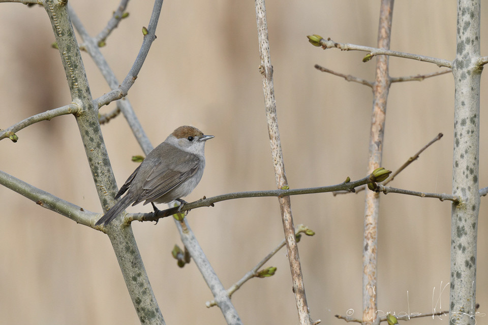 Fauvette à tête noire-femelle (Sylvia atricapilla)