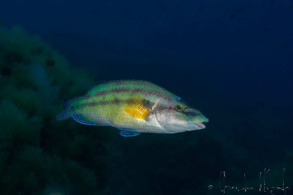 Le crénilabre-tanche (Symphodus tinca) 