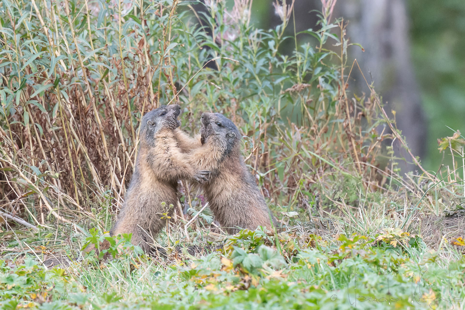 Marmote des Alpes (Marmota marmota)