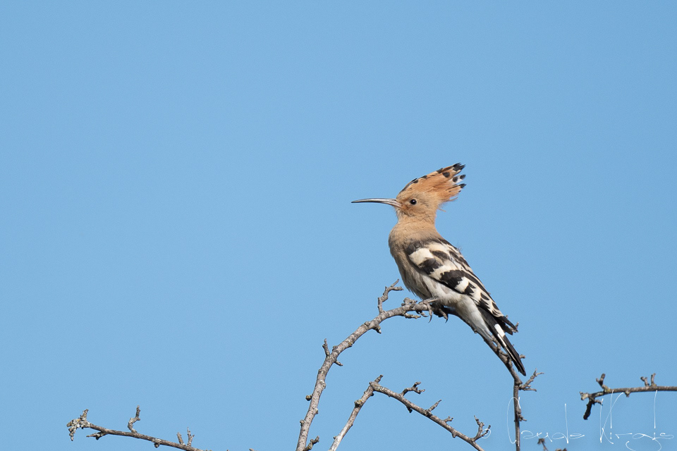 Huppe faciée (Upupa epops)