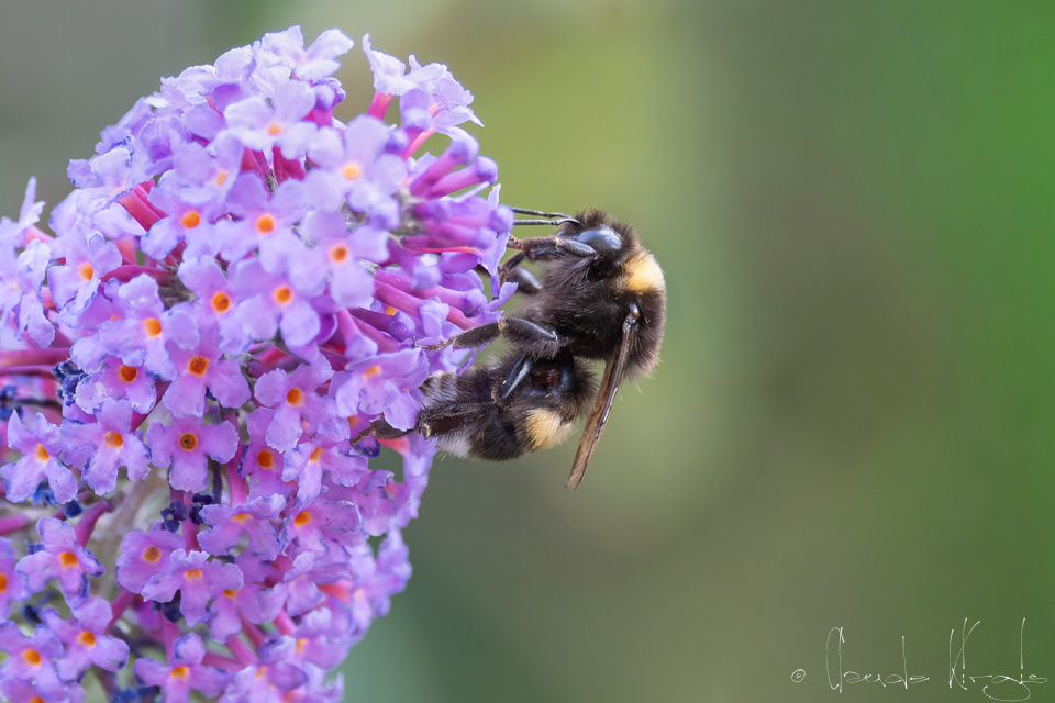 Bourdon terrestre (Bombus terrestris)