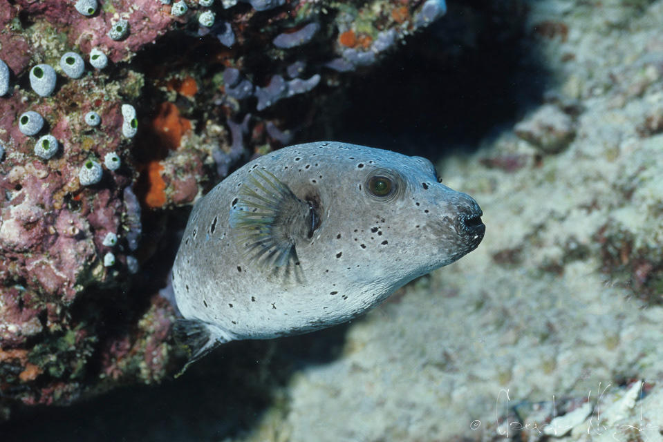 Poisson-ballon à points noirs (Arothron nigropunctatus)